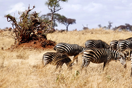 Tanzania