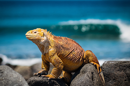 Galapagos