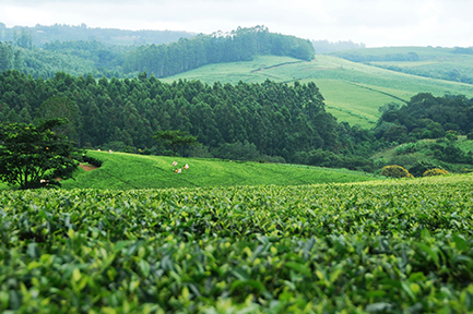 Malawi