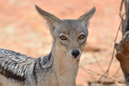 Tanzania